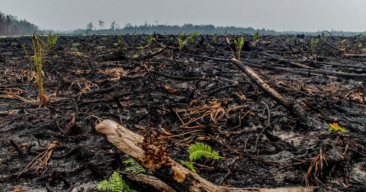 Suspenso A La Industria Del Aceite De Palma Es Greenpeace Espa A