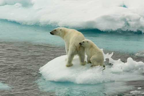 Una madre de oso polar con su cría sobre un bloque de hielo al norte de Svalbard, en el Ártico.