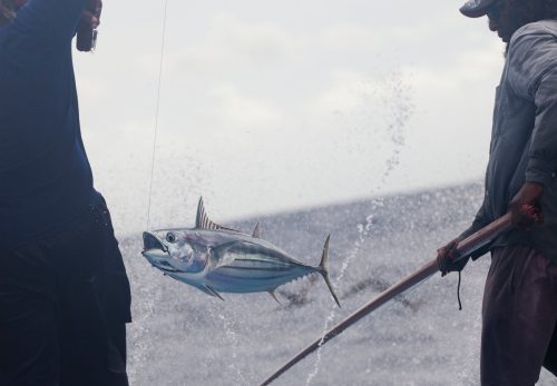 Pescadores pescando atún con métodos sostenibles en las islas Maldivas