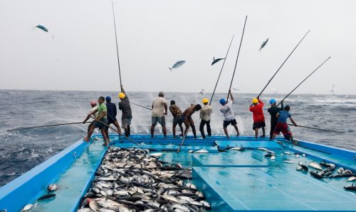 Pescadores usando la caña para pescar atunes