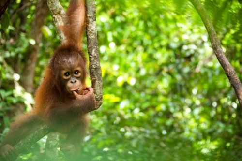 Bebé orangután de un año de edad juega en un árbol en Borneo