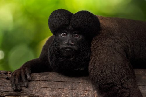 Sakí barbudo negro en el Amazonas