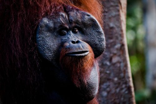 Orangután en la zona de alimentación en el Parque Nacional de Tanjung Puting, Indonesia