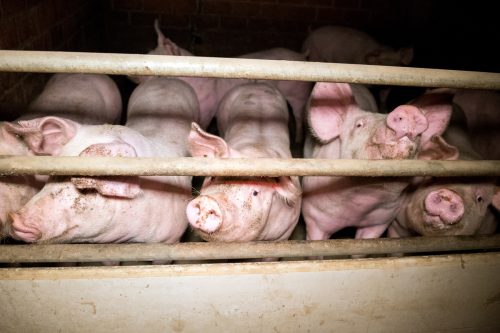 Cerdos rodeados de tierra y excrementos en una macrogranja de Alemania
