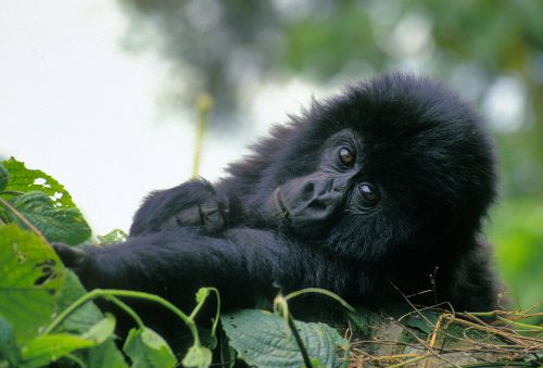 Bebé de gorila de montaña (de aproximadamente un año) en el Parque Nacional Virunga, en el Congo