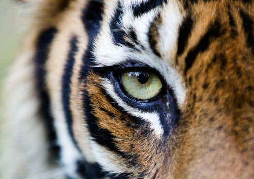 Primer plano de un tigre de Sumatra