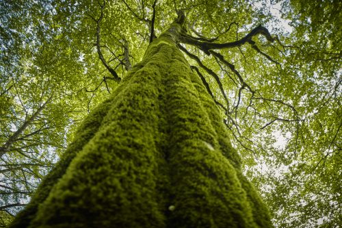 Musgo en un árbol del bosque de Rumanía