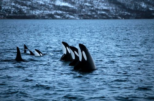 Una manada de orcas nada en Kvaloya Sound, cerca de la ciudad ártica de Tromso.