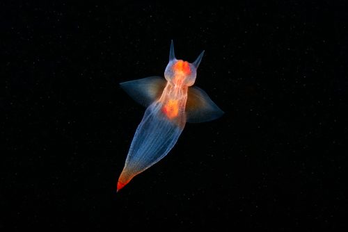 Biodiversidad marina Ángel del mar