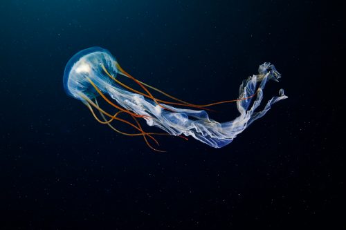 Biodiversidad marina Medusa escifozoo