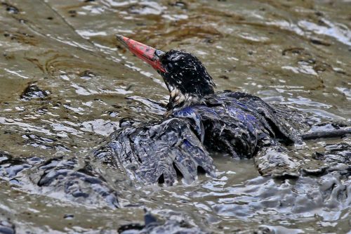 Un pájaro afectado por el vertido de petróleo en el bosque de manglares de Sundarbans, Bangladesh