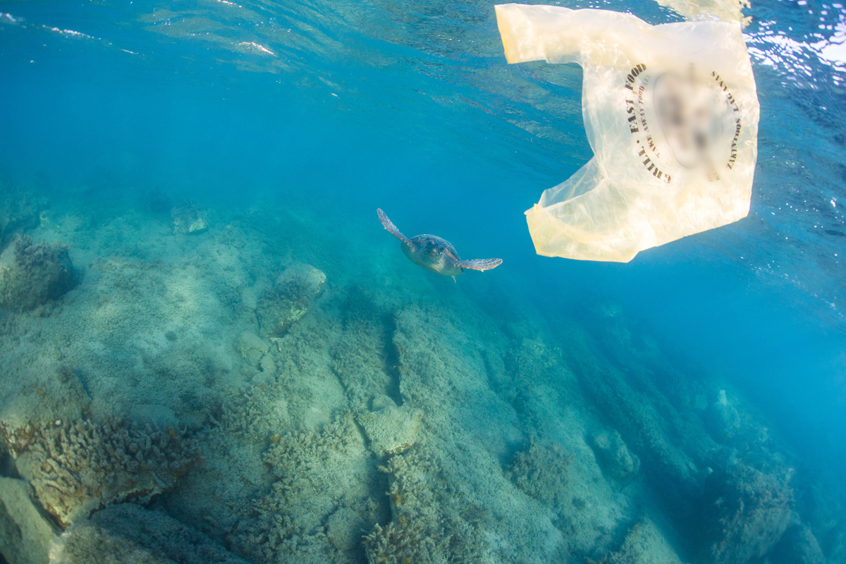 Una tortuga se aproxima a una bolsa de plástico en el Mediterráneo