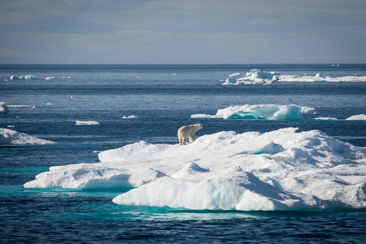 Un oso polar se desplaza sobre el hielo marino en la Bahía de Baffin.