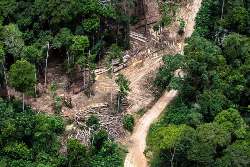 Explotación maderera en el Congo