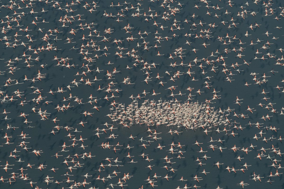 Aves volando sobre Doñana