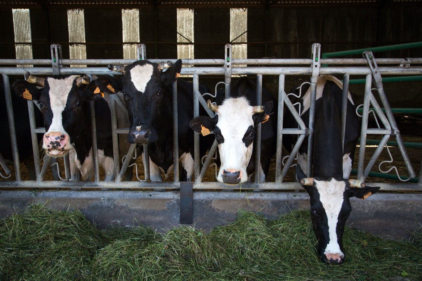 Vacas lecheras en una granja ecológica de Francia