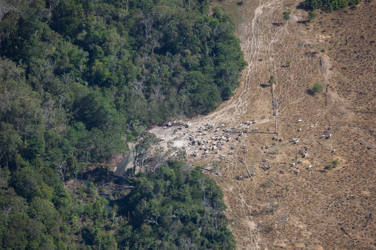 Imagen aérea de ganado vacuno pastando en la frontera entre la selva amazónica y las zonas de pasto en Brasil