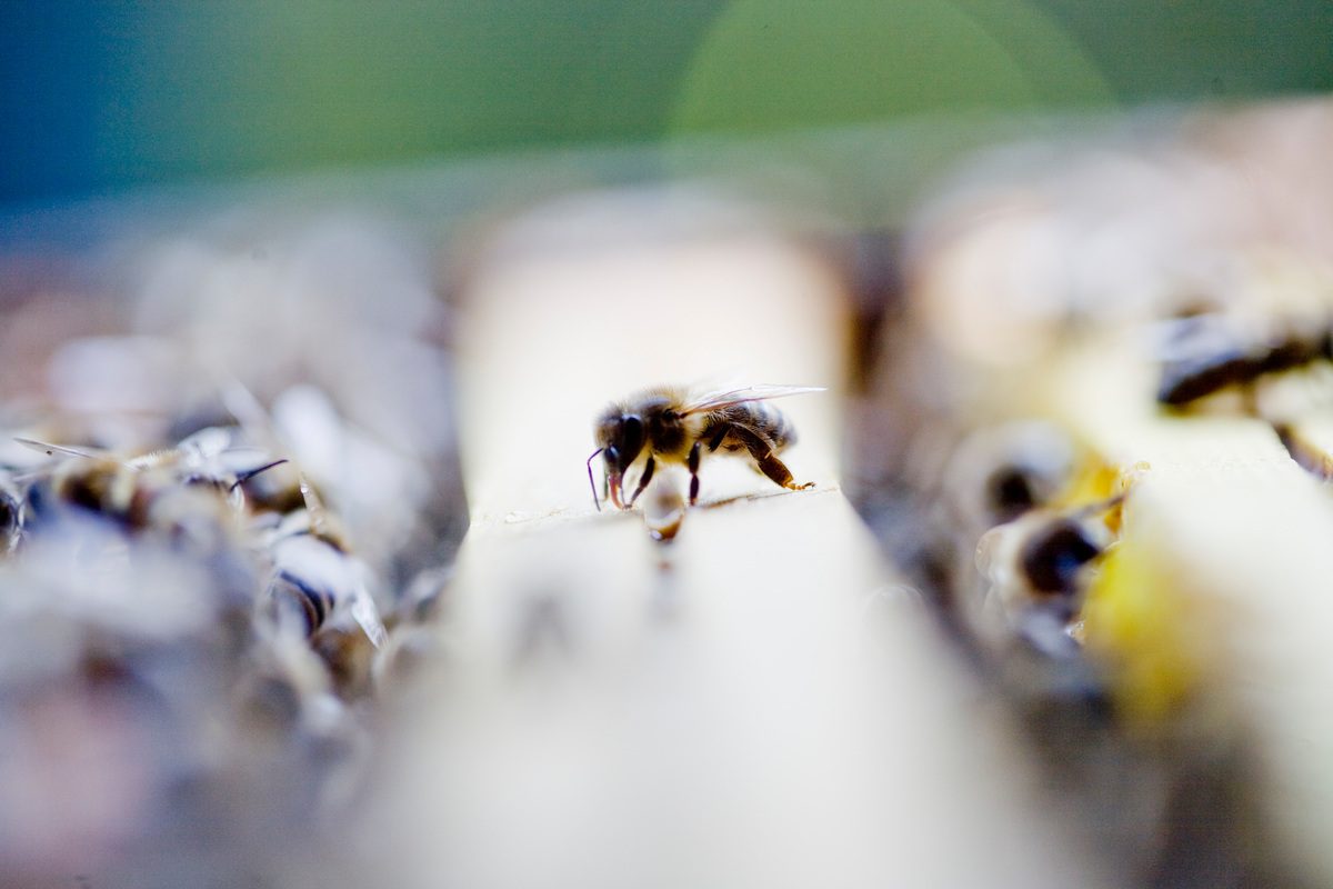 Primer plano de abejas melíferas en un panal
