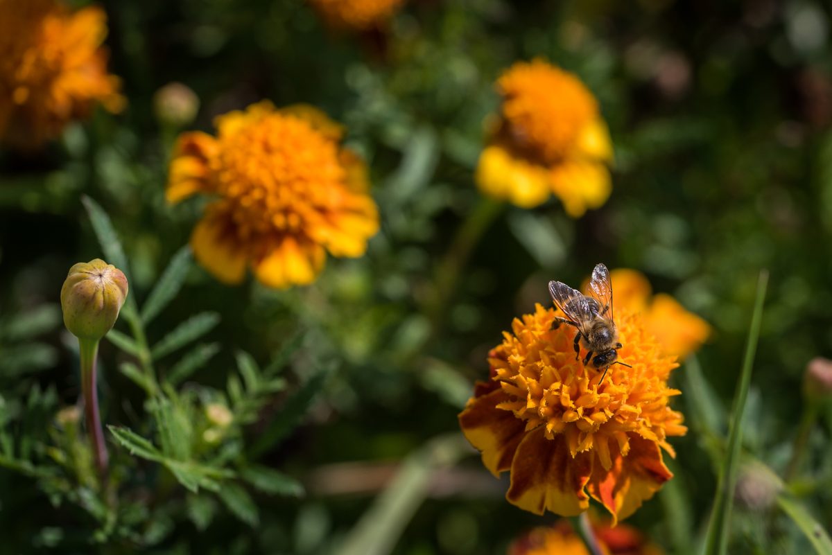 Primer plano de una abeja polinizando una flor en una granja ecológica de Eslovaquia