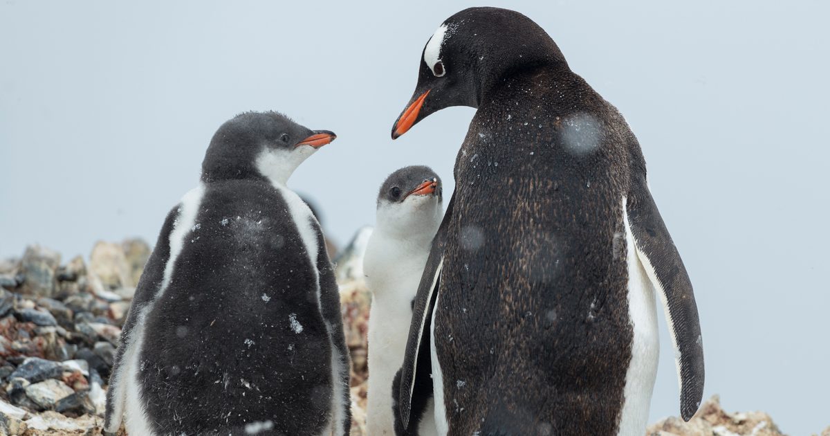 Cuál es top de los tops pingüinos de la Antártida? | Greenpeace España - ES  | Greenpeace España