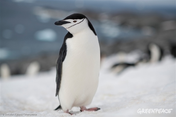 Barbijo pingüino de la Antártida