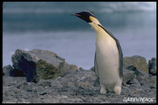 Emperador pingüino Antártico