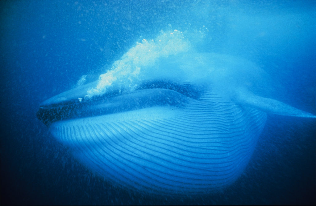 Una ballena azul se alimenta y le salen burbujas de la boca.