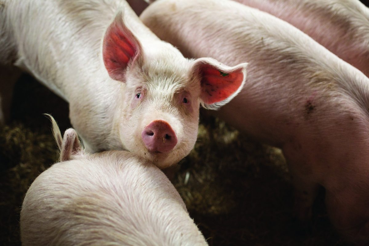 Imagen de una granja de cerdos en Baja Sajonia, Alemania