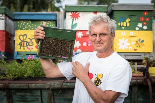 cómo cuidar a las abejas