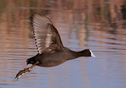 Focha moruna (Fulica cristata)