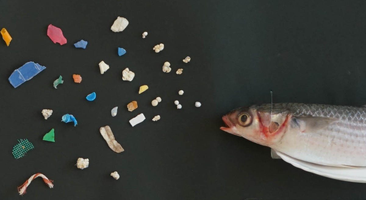Microplásticos encontrados en un mújol salvaje en Hong Kong