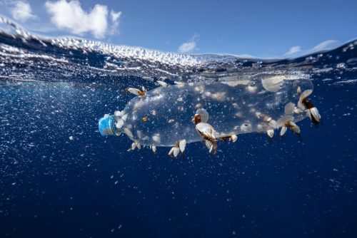 Una botella de plástico con diferentes especies marinas viviendo sobre ella