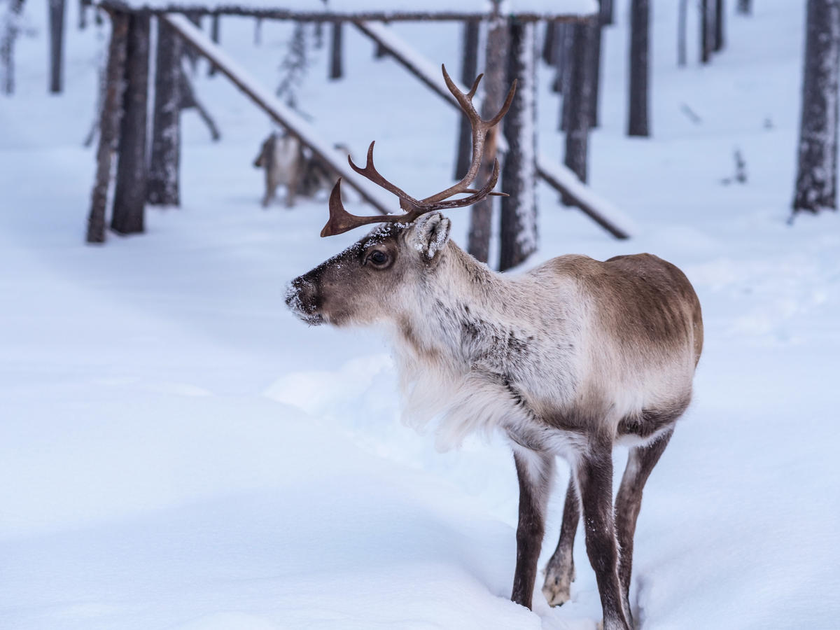 Un reno en el bosque de S谩pmi, Finlandia.