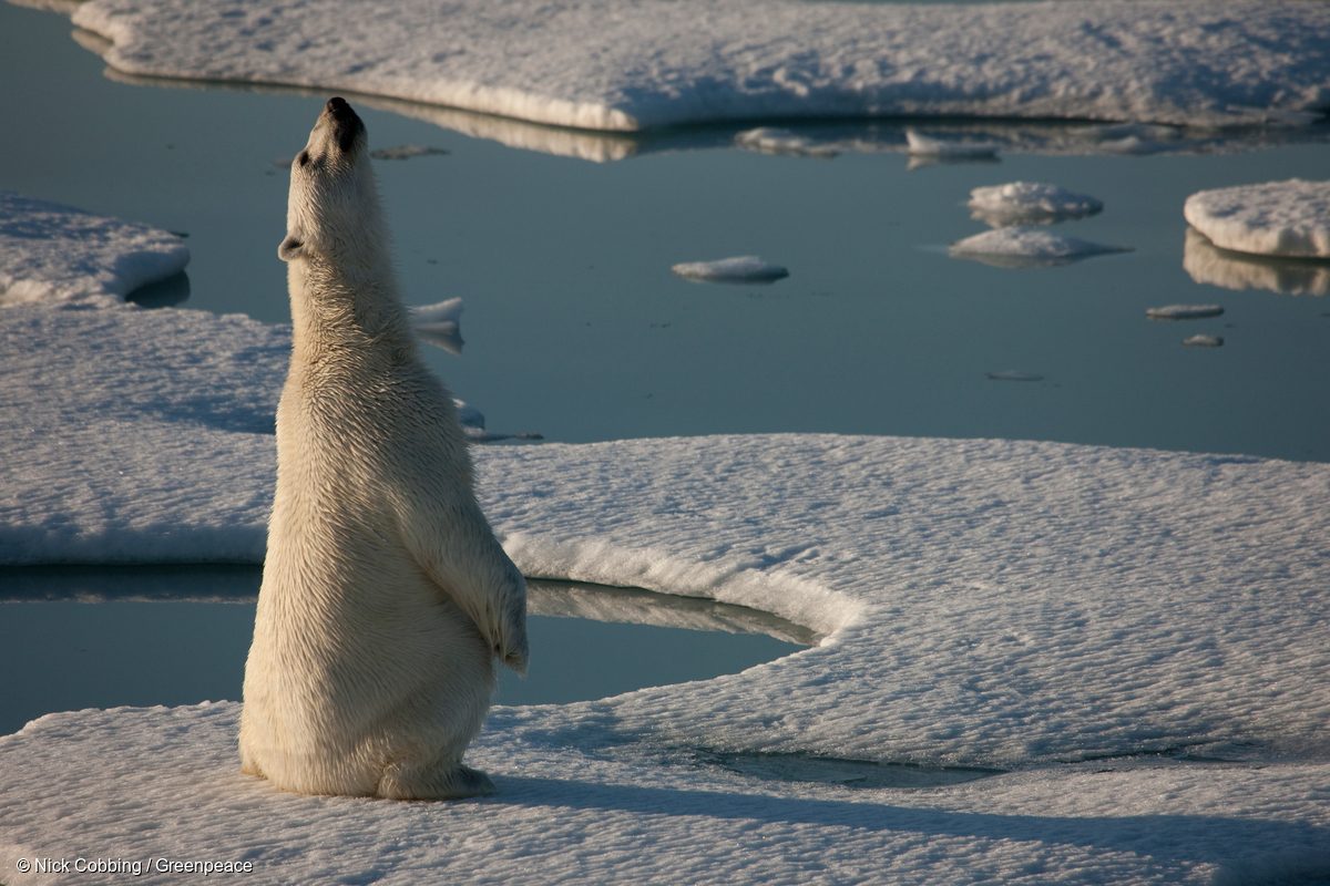 Un oso polar sobre un bloque de hielo marino a la deriva en la cuenca Kane, en 2009