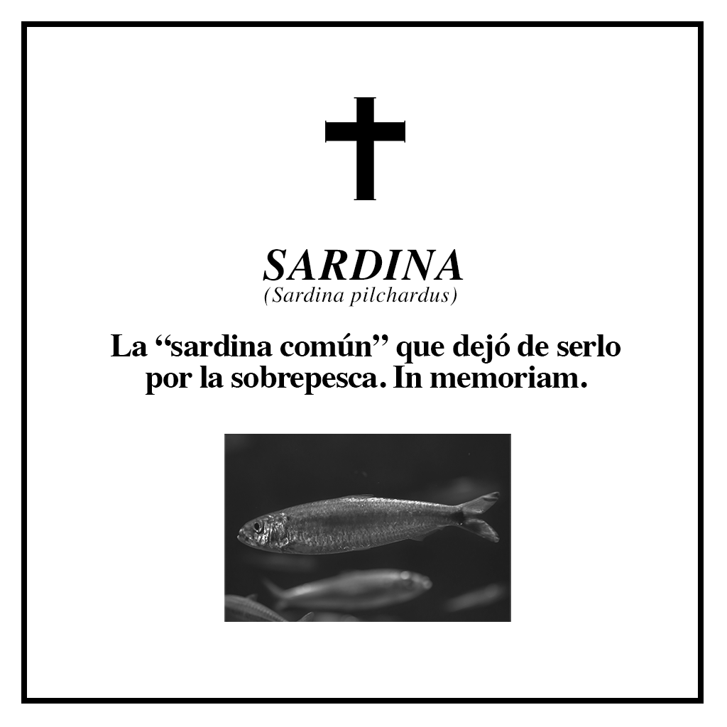 #RIPBiodiversidad sardina