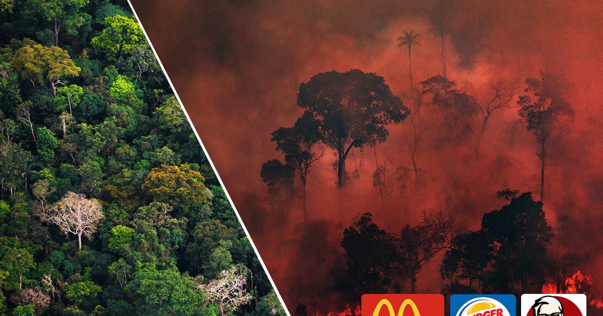 La carne de KFC, McDonald’s y Burger King destruye la Amazonia
