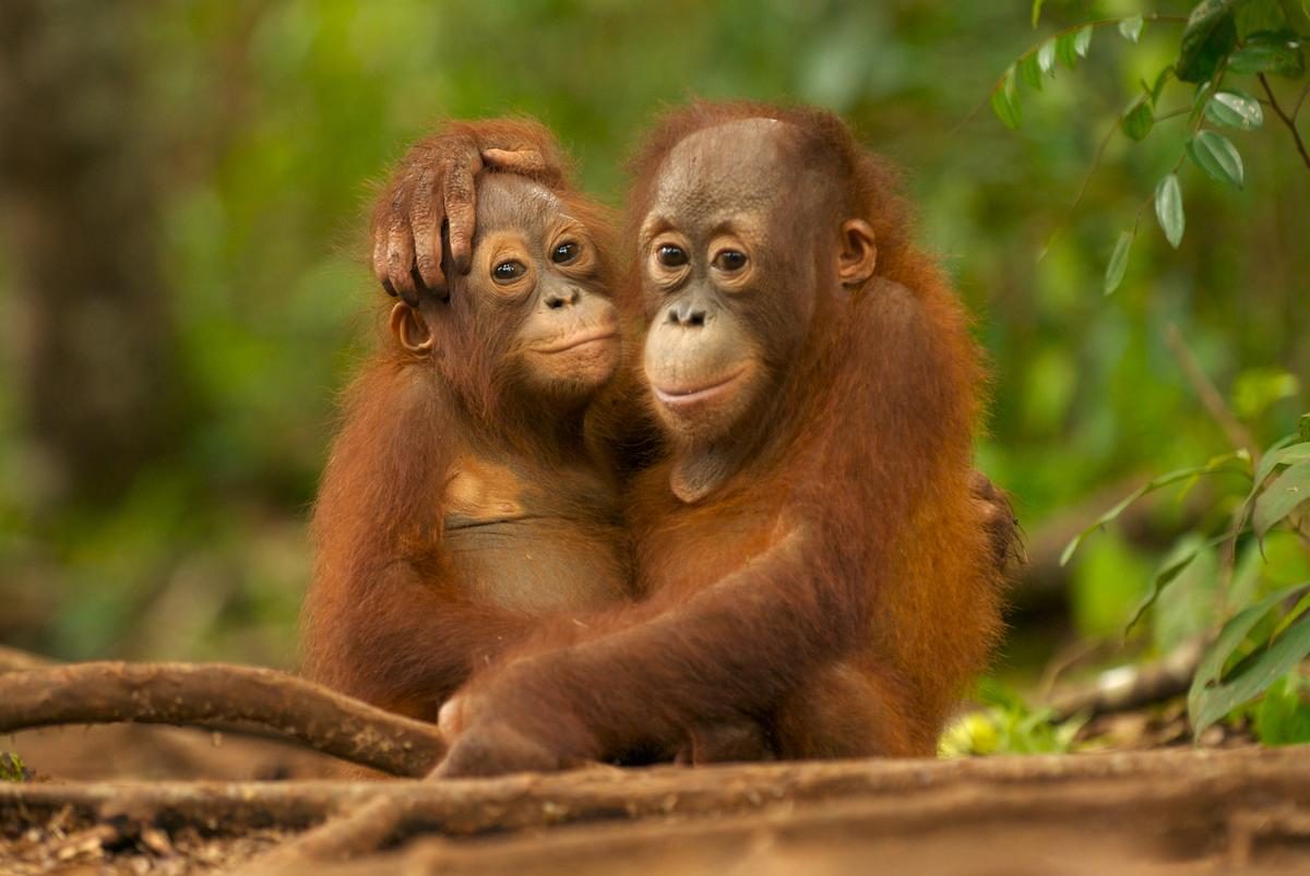orangutanes