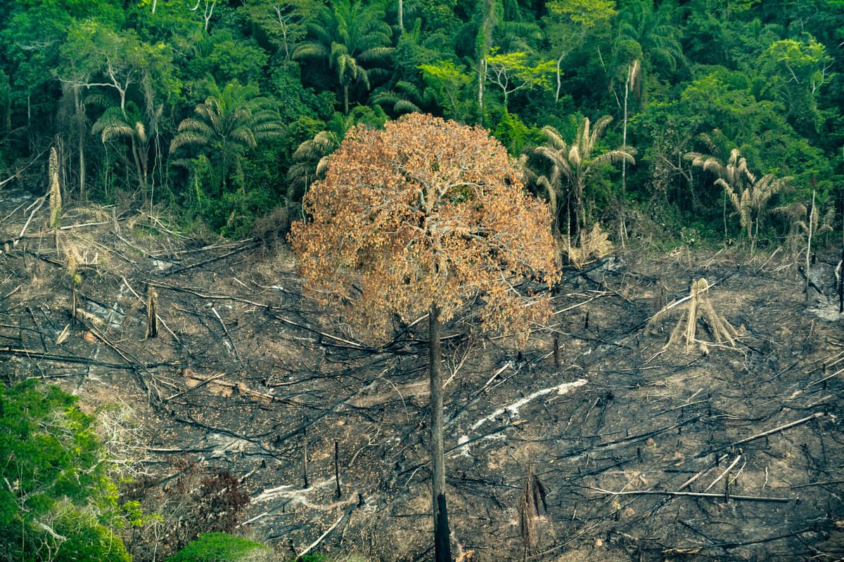 Deforestación Brasil 