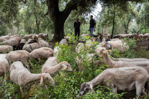 Ganadería extensiva de ovino-caprina en Centenys, Girona