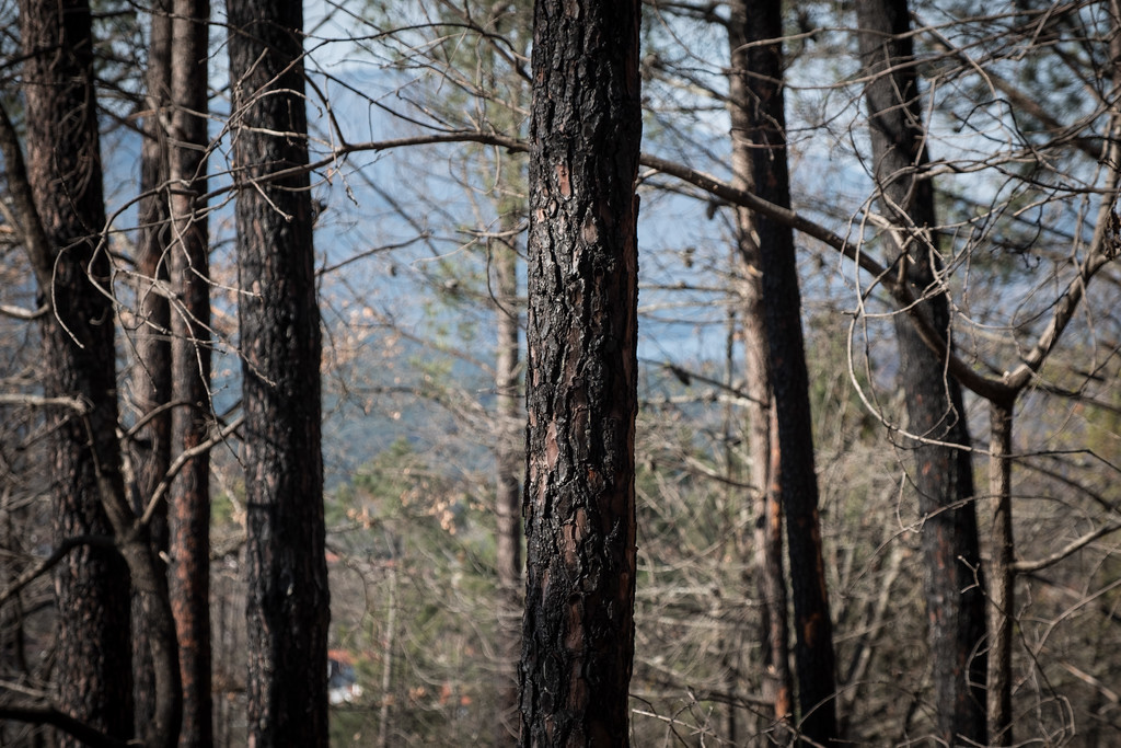 Incendios y abandono rural en Galicia