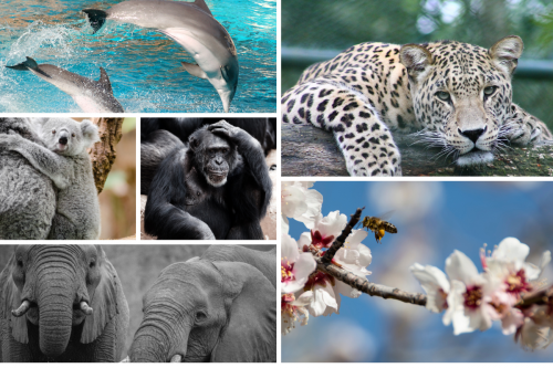 trafico especies salvajes