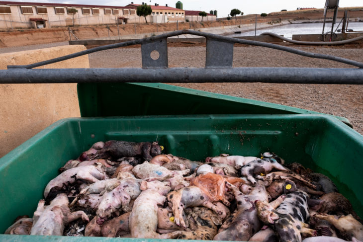 Decenas de cerdos muertos arrojados en contenedor de macorgranja de Zamora