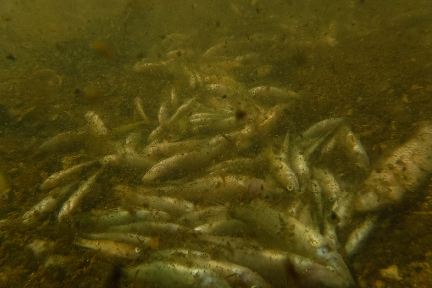 Los peces muertos, las zonas con contaminación, con sopa verde, lodos y algas, la turbidez del agua en general y las ramblas inundadas son problemas y situaciones preocupantes que pueden verse en las orillas de este Mar con una biodiversidad única