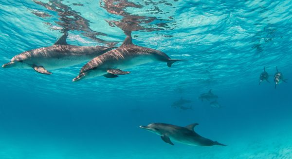 protecci贸n delfines