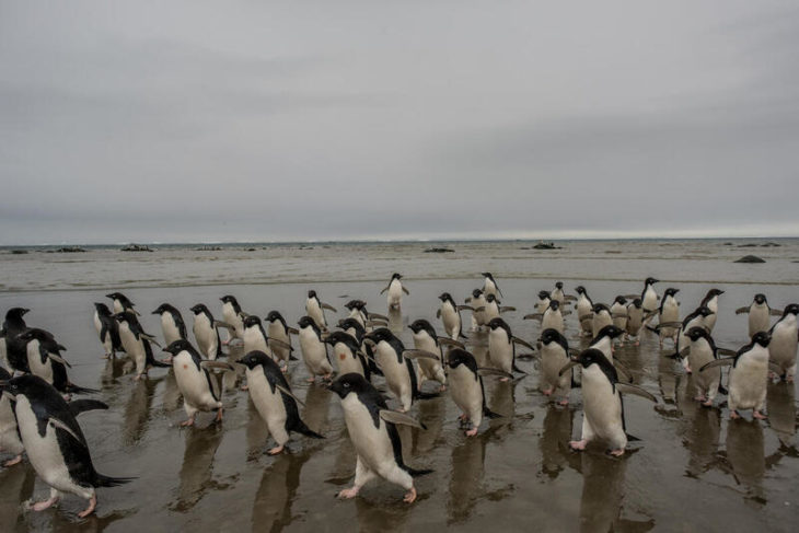Pingüinos Adelia en la Punta de los Pingüinos de la Isla Seymour, en la Antártida.