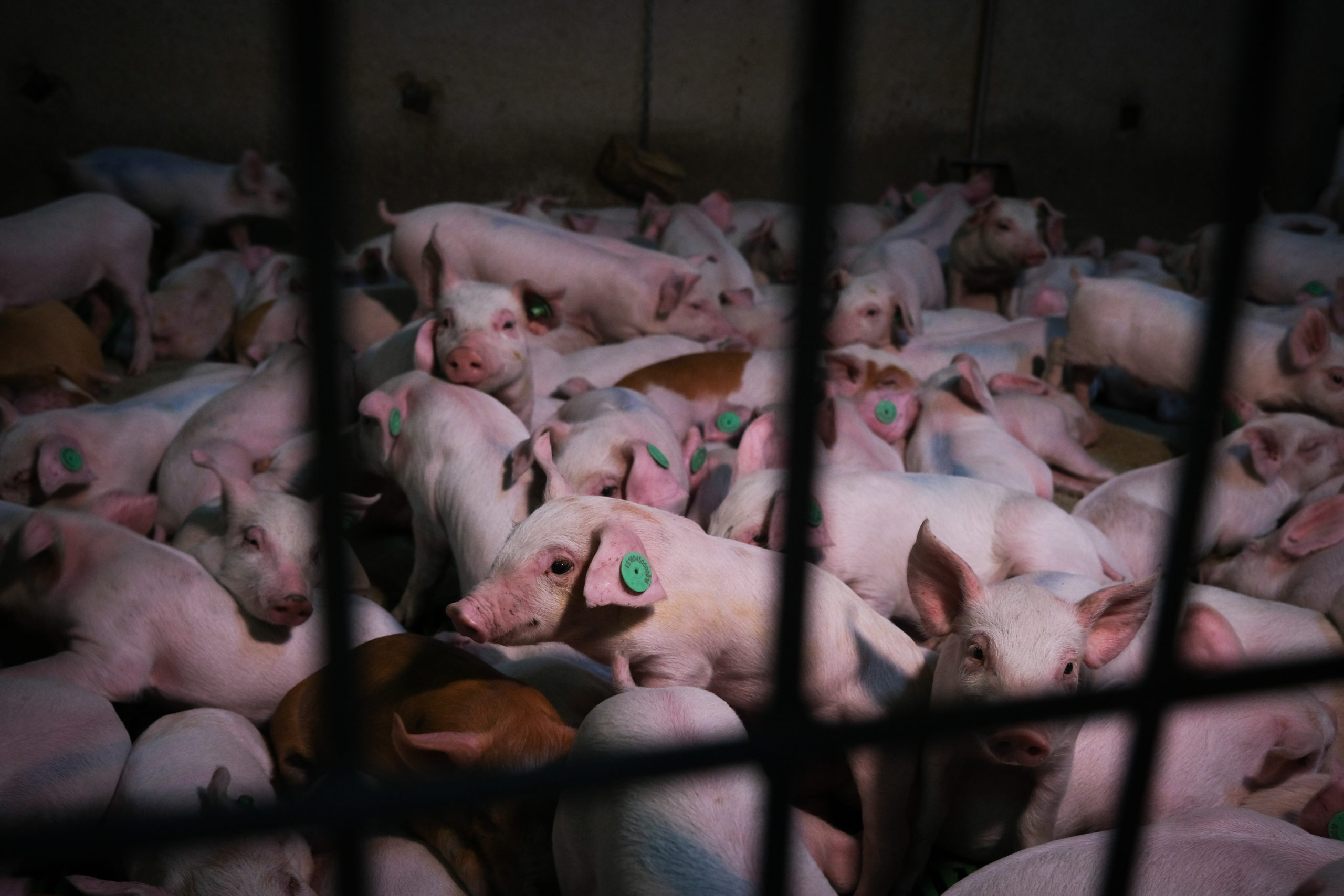 Activistas de Greenpeace se adentran en una macrogranja de Castillejar (Granada) para mostrar cómo viven los millones de animales que cada año son engordados y sacrificados.
