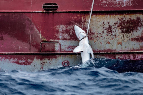 tiburón pescado por un barco español