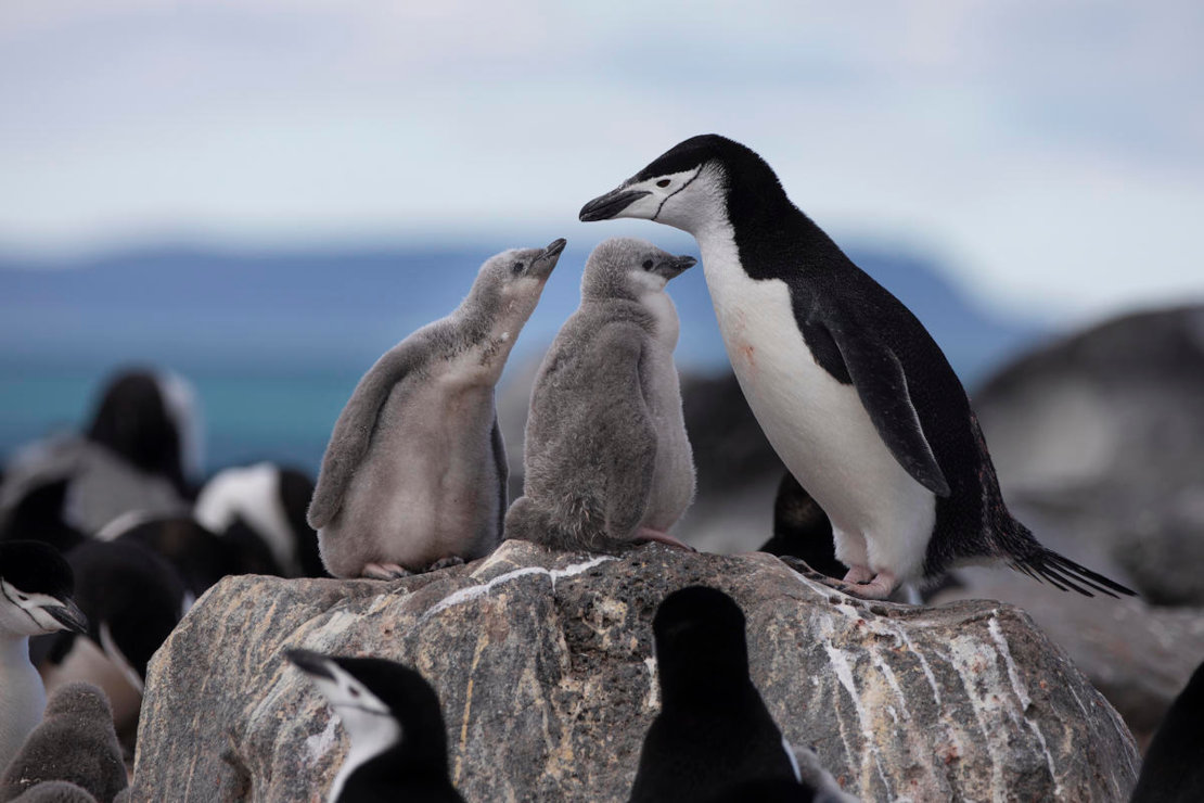Foto pingüins