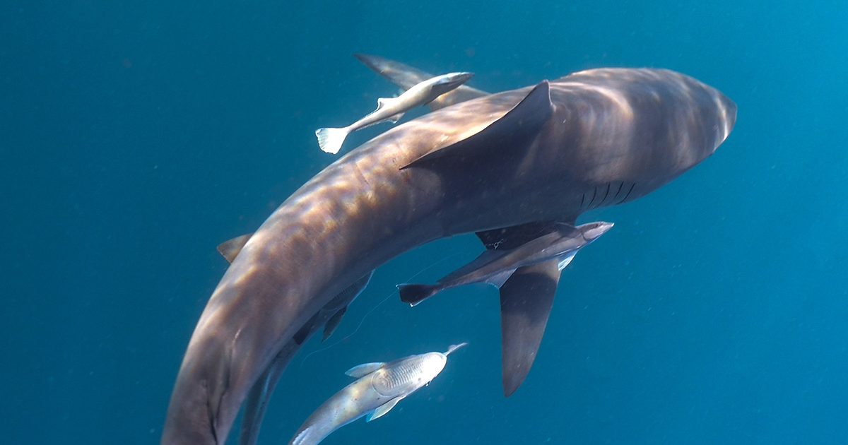 El drama de las crías de tiburón ES Greenpeace España El drama de las crías de tiburón ES Greenpeace España