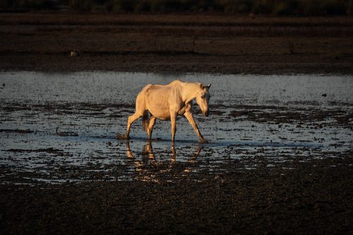 sequía caballo